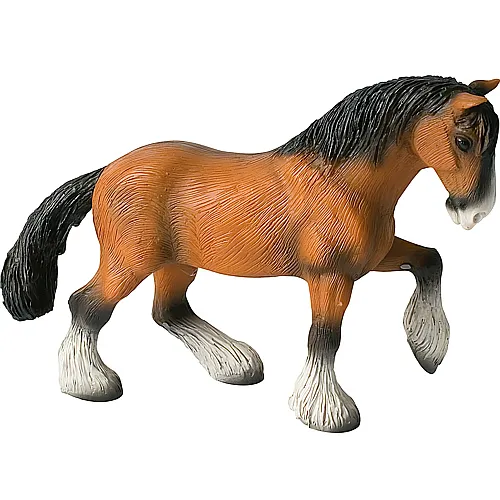 Shire Horse Wallach