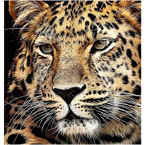 Diamond Painting Jaguar Kopf