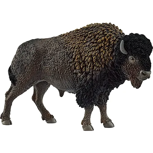 Bison