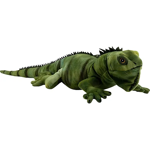 Carl Dick Leguan - 70 cm