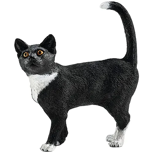 Katze Schwarz