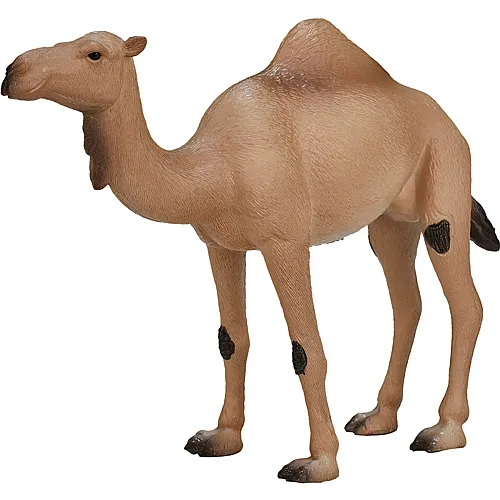 Mojo Arabisches Kamel