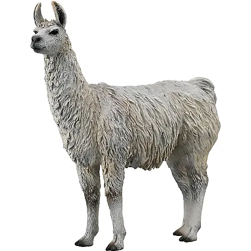 Lama