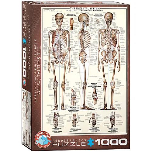 Das Skelettsystem 1000Teile