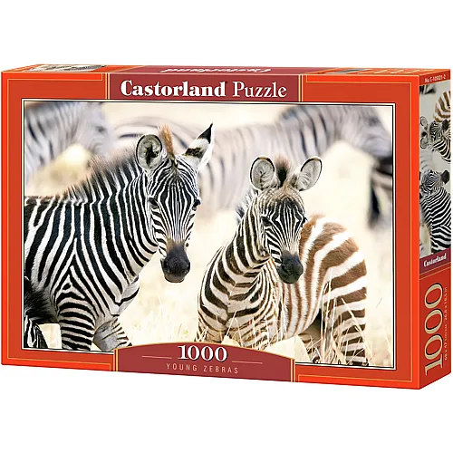 Junge Zebras 1000Teile