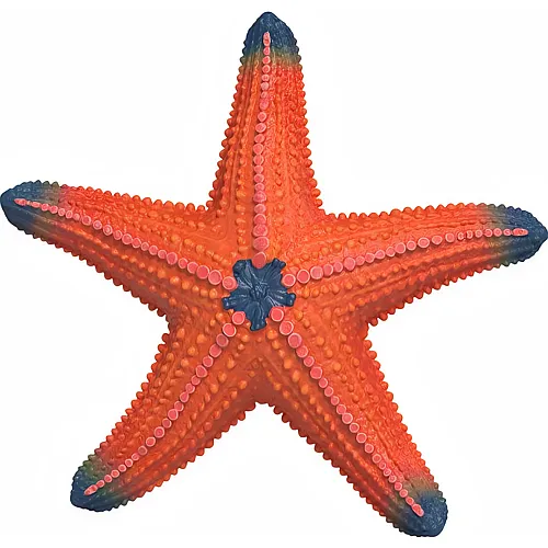 Seestern mit Farbwechsel