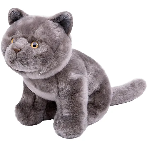 Britische Kurzkatze - 28 cm