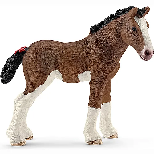 Clydesdale Fohlen