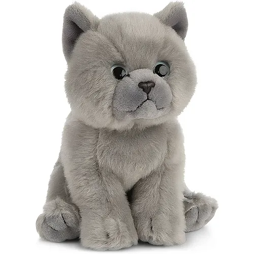 Britische Kurzhaar Babykatze 16cm