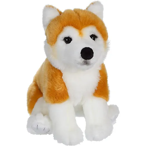 Shiba-Hund - 25 cm