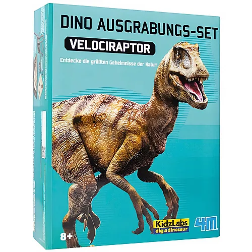 Dinosaurier Ausgrabung Velociraptor