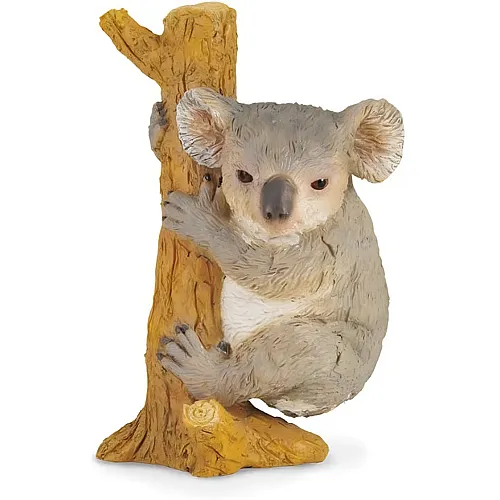 Koala kletternd
