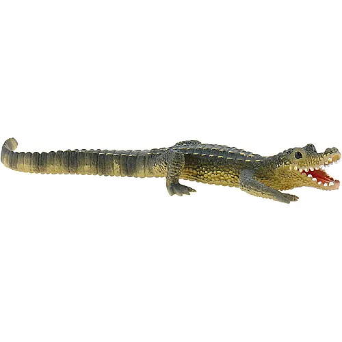 Alligator Junges