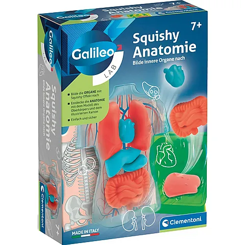 Squishy Anatomie