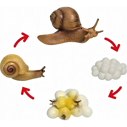 Lebenszyklus Schnecke