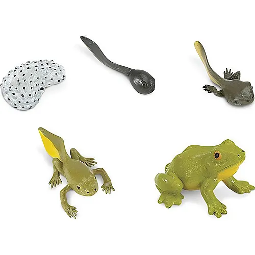 Safari Ltd. Safariology Lebenszyklus eines Frosches