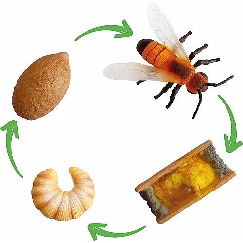 Lebenszyklus Wildbiene