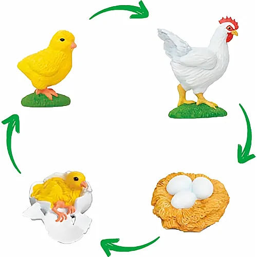 Lebenszyklus Huhn