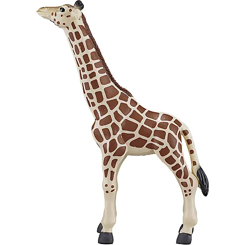 Cucciolo di giraffa