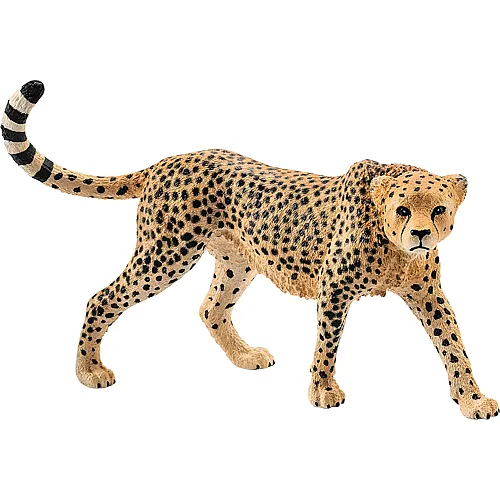 Gepard weiblich