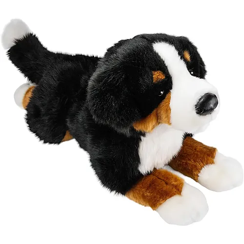 Carl Dick Berner Sennenhund - 40 cm