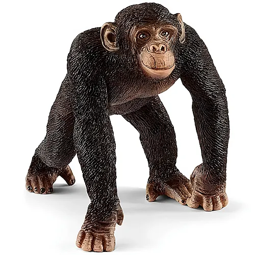 Schimpansen Mnnchen