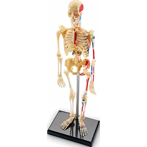 Learning Resources Skelettmodell 23 cm, Lernspielzeug Anatomie Mensch, Aufbau & Funktionen des Skeletts, Mit bebilderter Anleitung &