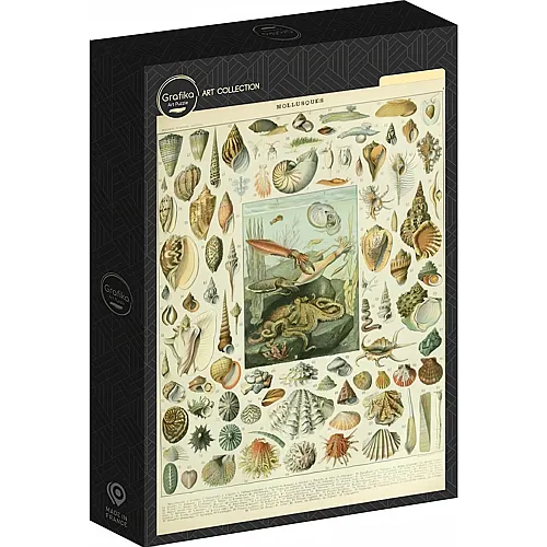 Grafika Puzzle Art Collection Abbildung aus dem Nouveau Larousse Illustr�: Mollusken, 19. Jahrhundert (1000Teile)