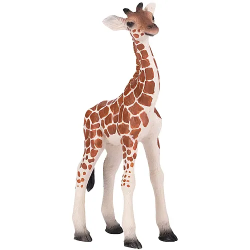 Giraffenkalb