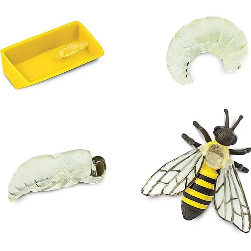 Lebenszyklus einer Honigbiene