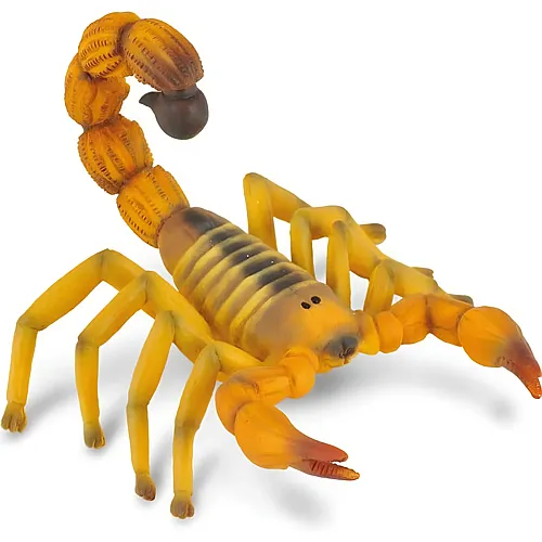 Gelber Sahara Dickschwanz-Skorpion