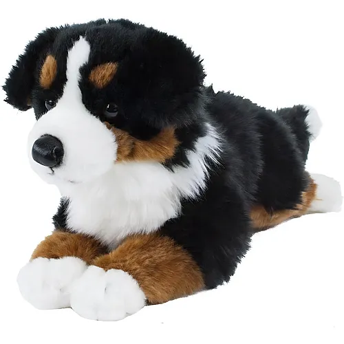 Bovaro del Bernese sdraiato - 38 cm