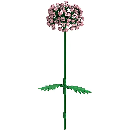 Allium Rosa - 151 Teile