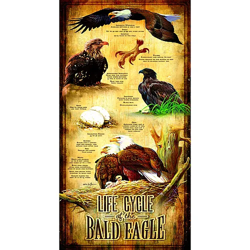 SunsOut Puzzle John Lofgreen Life Cycle of the Bald Eagle (500Teile)