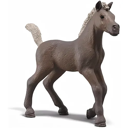 Schleich Sammelfohlen Darcy