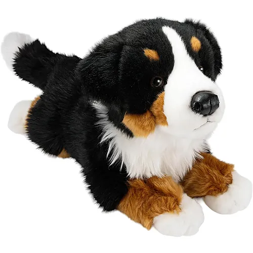 Berner Sennenhund - 30 cm