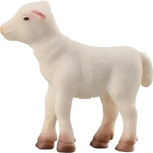 Lamm