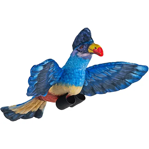 Blaukopfturako - 11 cm