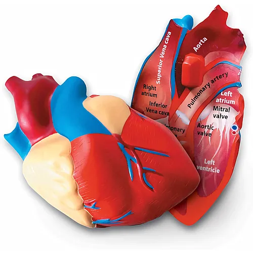 Learning Resources Schaumstoffmodell Herz, 13 cm Querschnitt, Beschriftet & Lernspiel, Realistisches Herzmodell f�r Kinder, Anatomie &