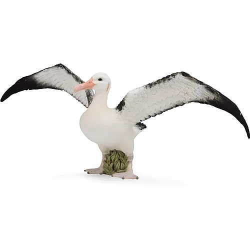 Wander-Albatros
