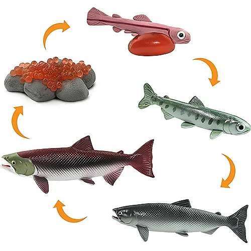 Lebenszyklus Lachs