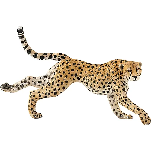 Laufende Gepardin
