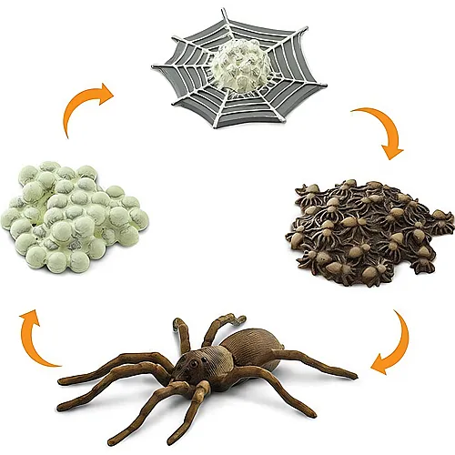 Lebenszyklus Spinne