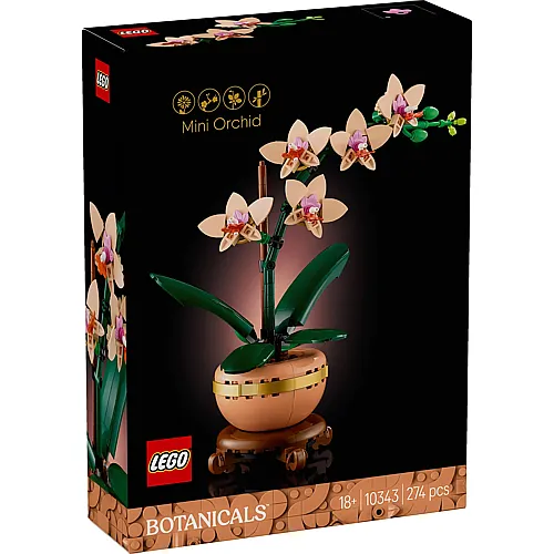 Mini-Orchidee 10343