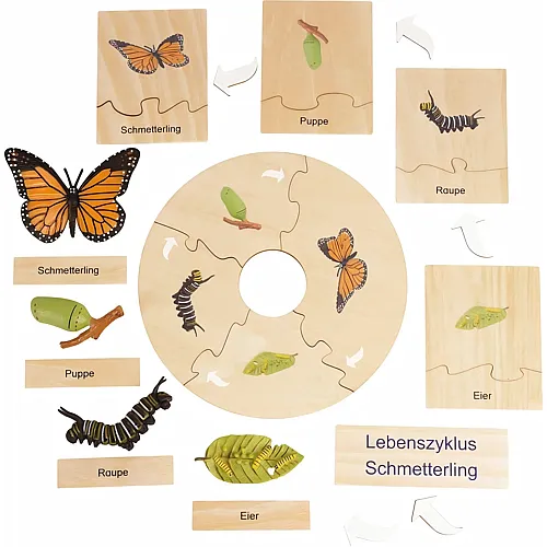 Lebenszyklus eines Schmetterlings in Holzbox
