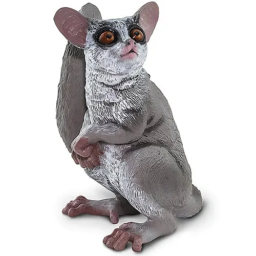 Galago