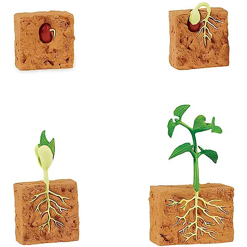 Lebenszyklus einer Bohnenpflanze