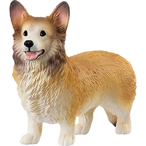 Welsh Corgi