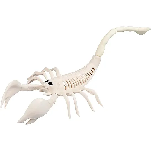 Skorpion Skelett - 31 cm