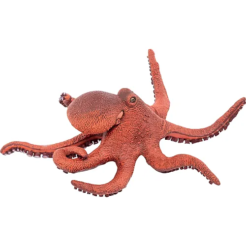 Kleiner Oktopus